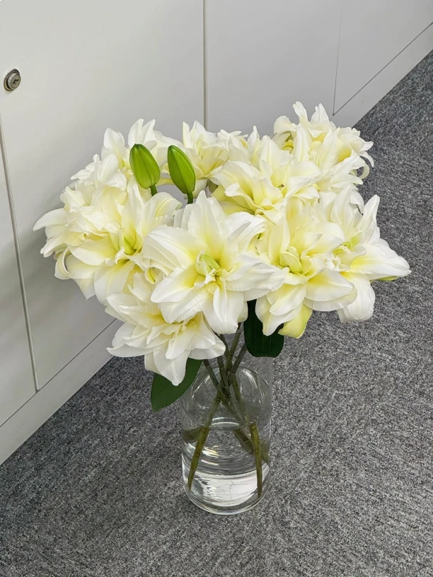 泽塔重瓣百合有香味奶油色水培鲜花