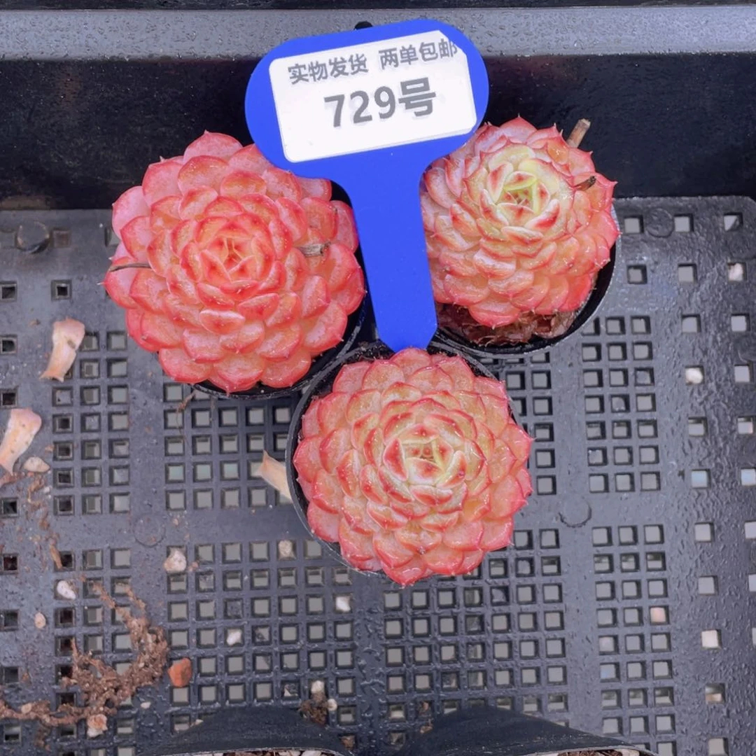 729号白胖子老桩单头一个