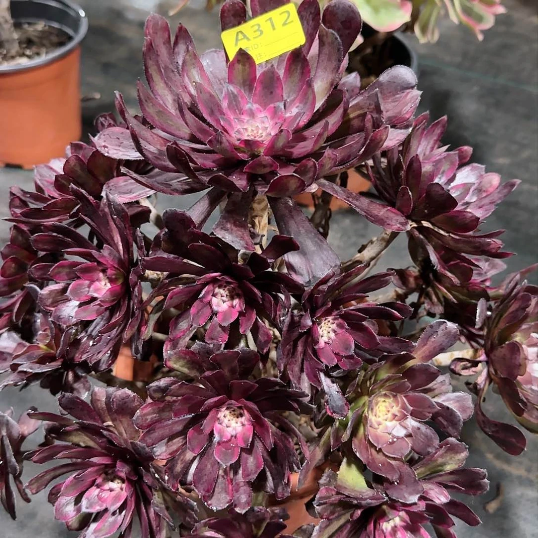 紫霞仙子312多肉多肉