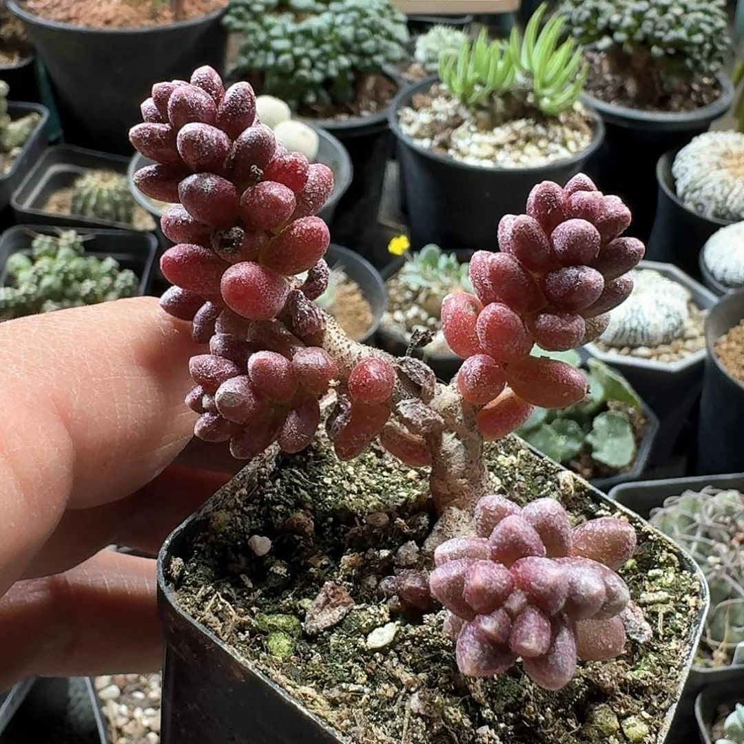 烦***头161寿桃青锁龙脱土发货