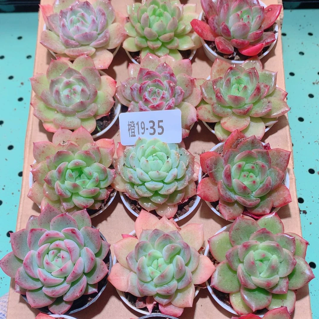 19-35一物一拍多肉带盆18颗