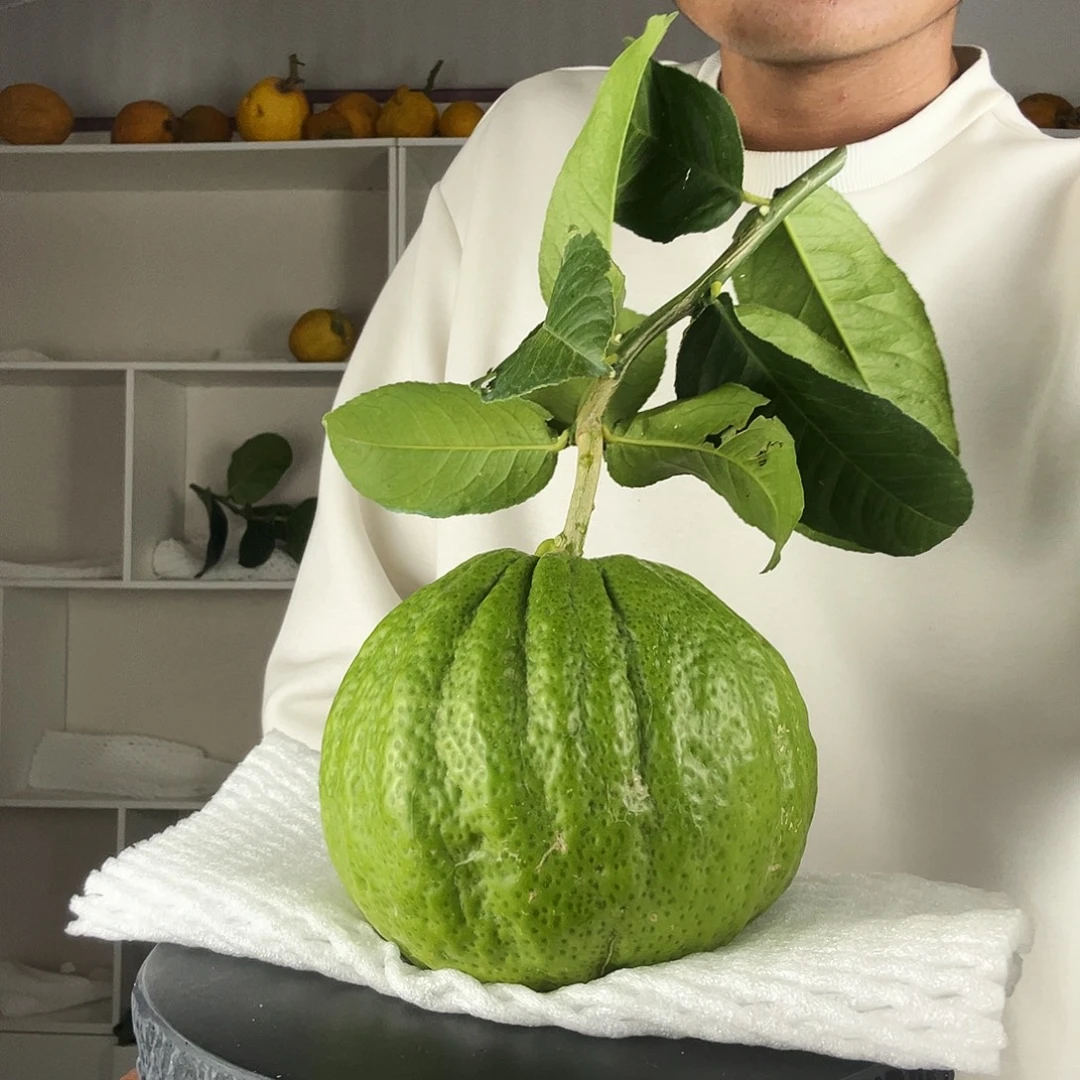 雪***雨香水柠檬云南高山大香橼