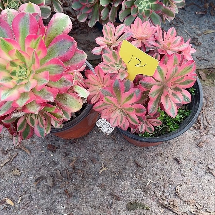 12两颗粉女巫法师