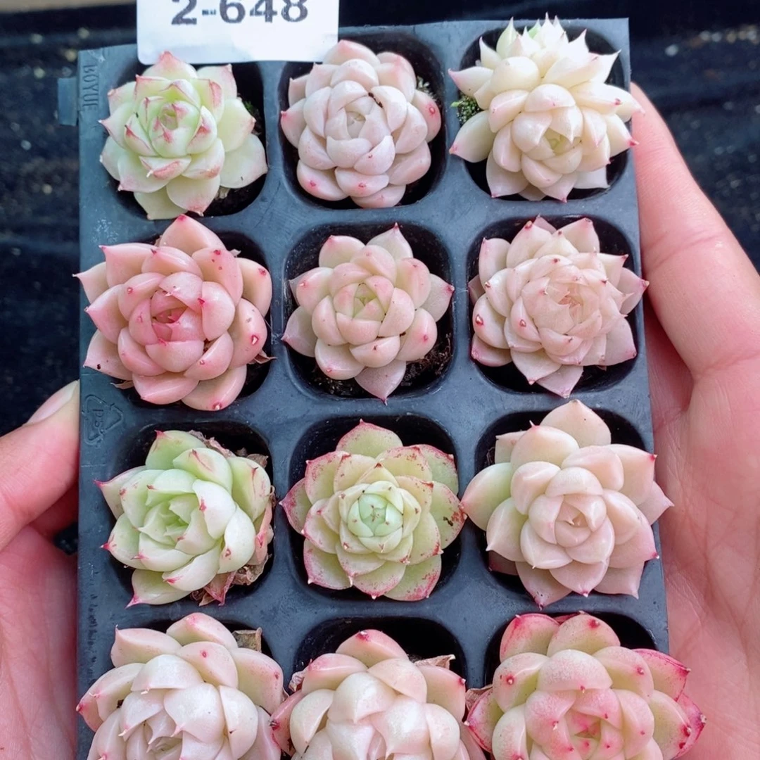 2-648 新疆西藏内蒙不发其他一单包邮两到三公分多肉