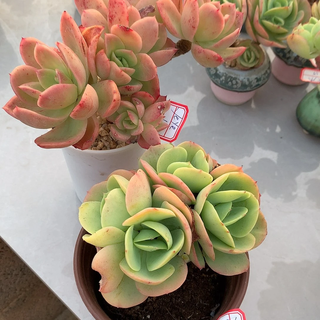 鸡蛋碧桃多肉，金辉多肉