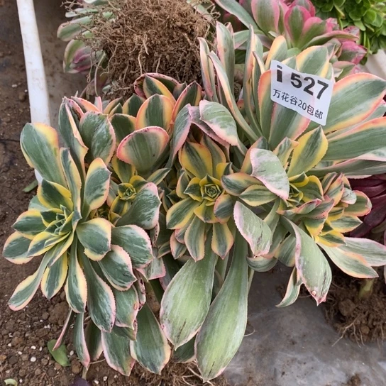 527灿烂多肉植物