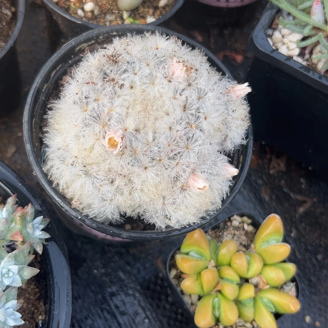 多肉植物白星开花