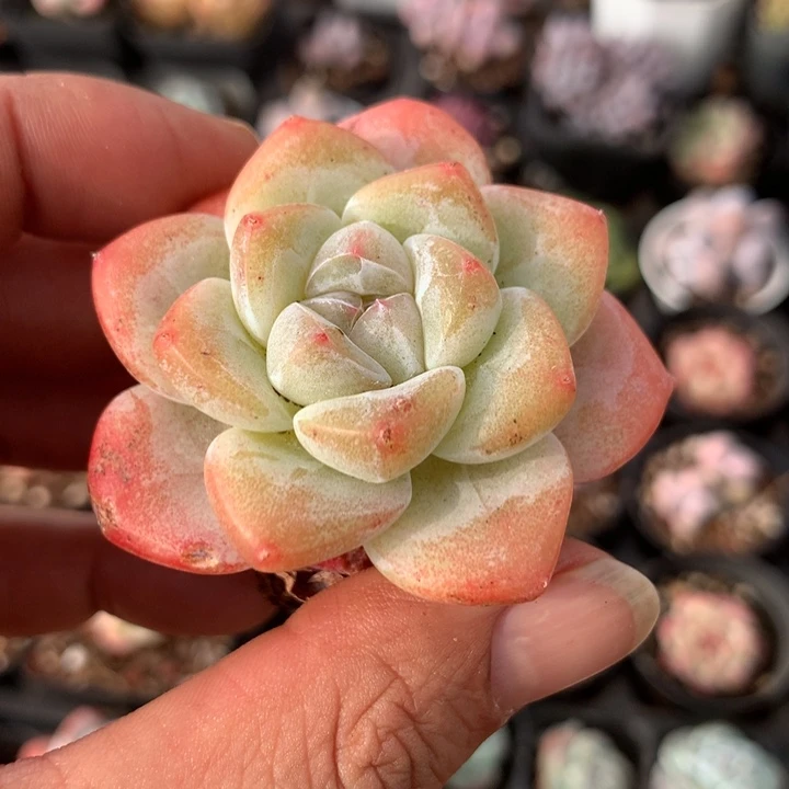 精控冰玉一物一拍