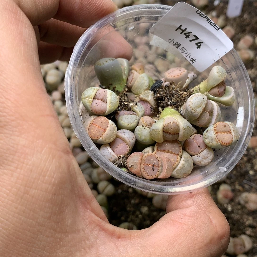 淼*媛H474多肉植物保护