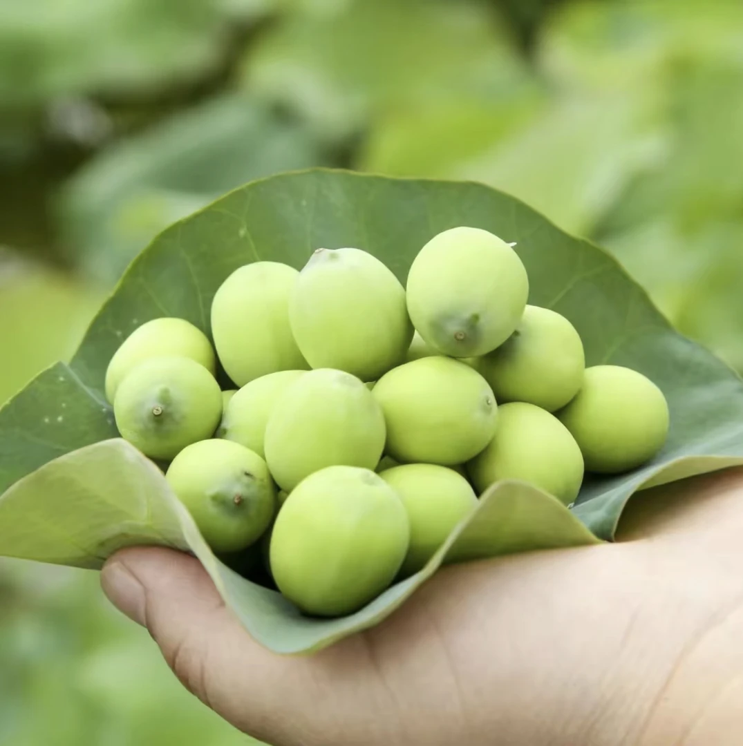 江西应季新鲜莲蓬生吃现摘莲子当季水果新鲜莲蓬鲜莲子