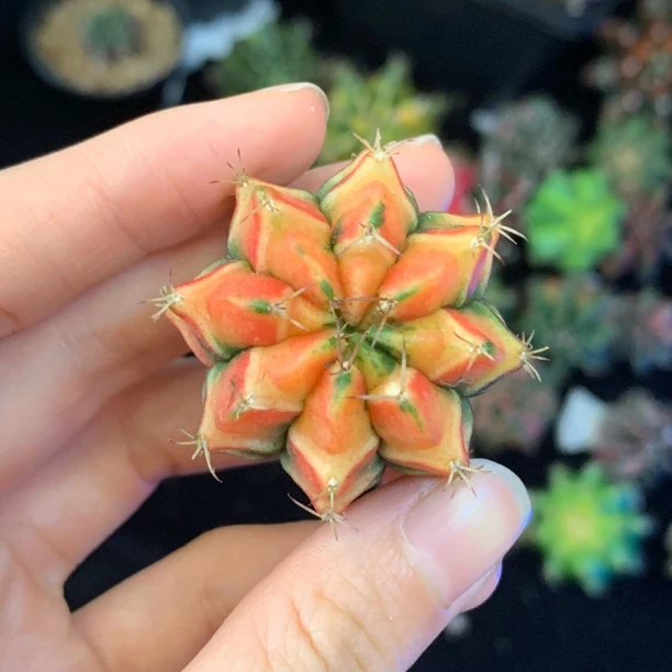果橙色 一物一拍 脱土