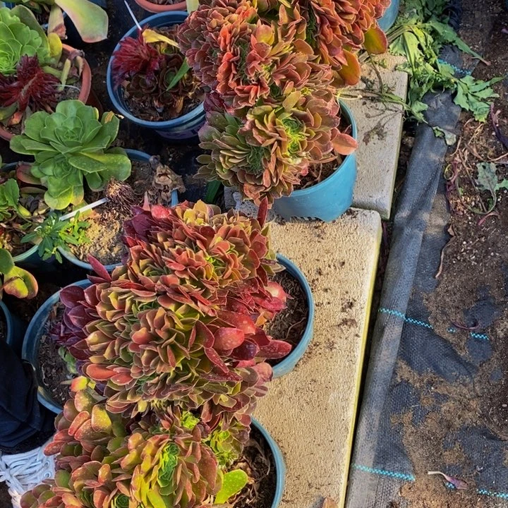 晓*法师一组多肉植物