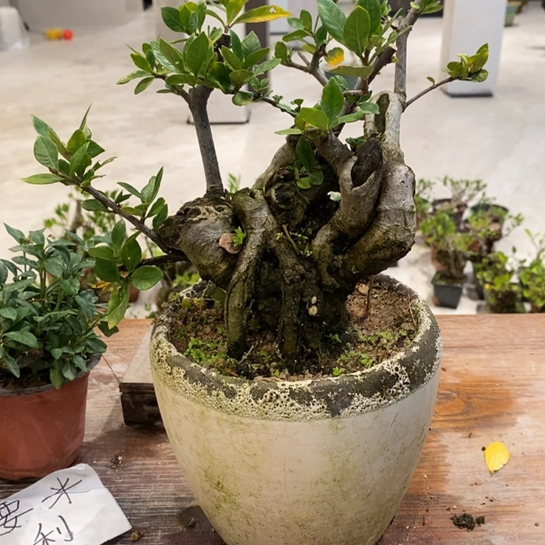 江***部完全开放海岛栀子花111