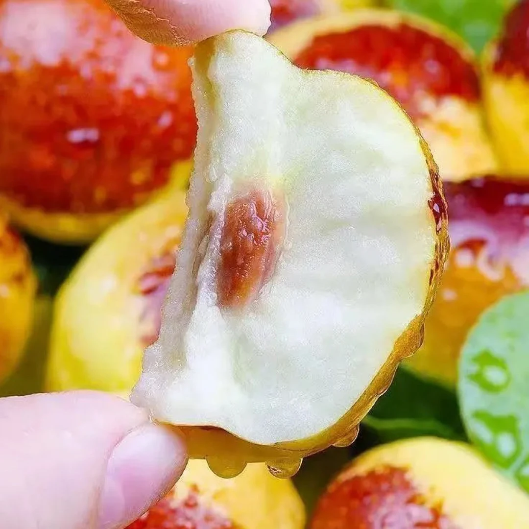 山东沾化现摘冬枣脆甜多汁皮薄核小原产地直发