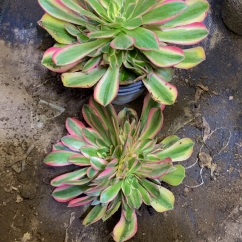 两盆雅典娜多肉3939