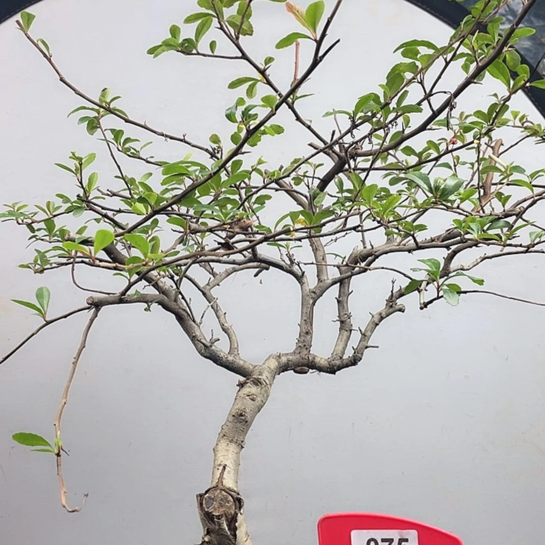 【闪购商品】无花朵075