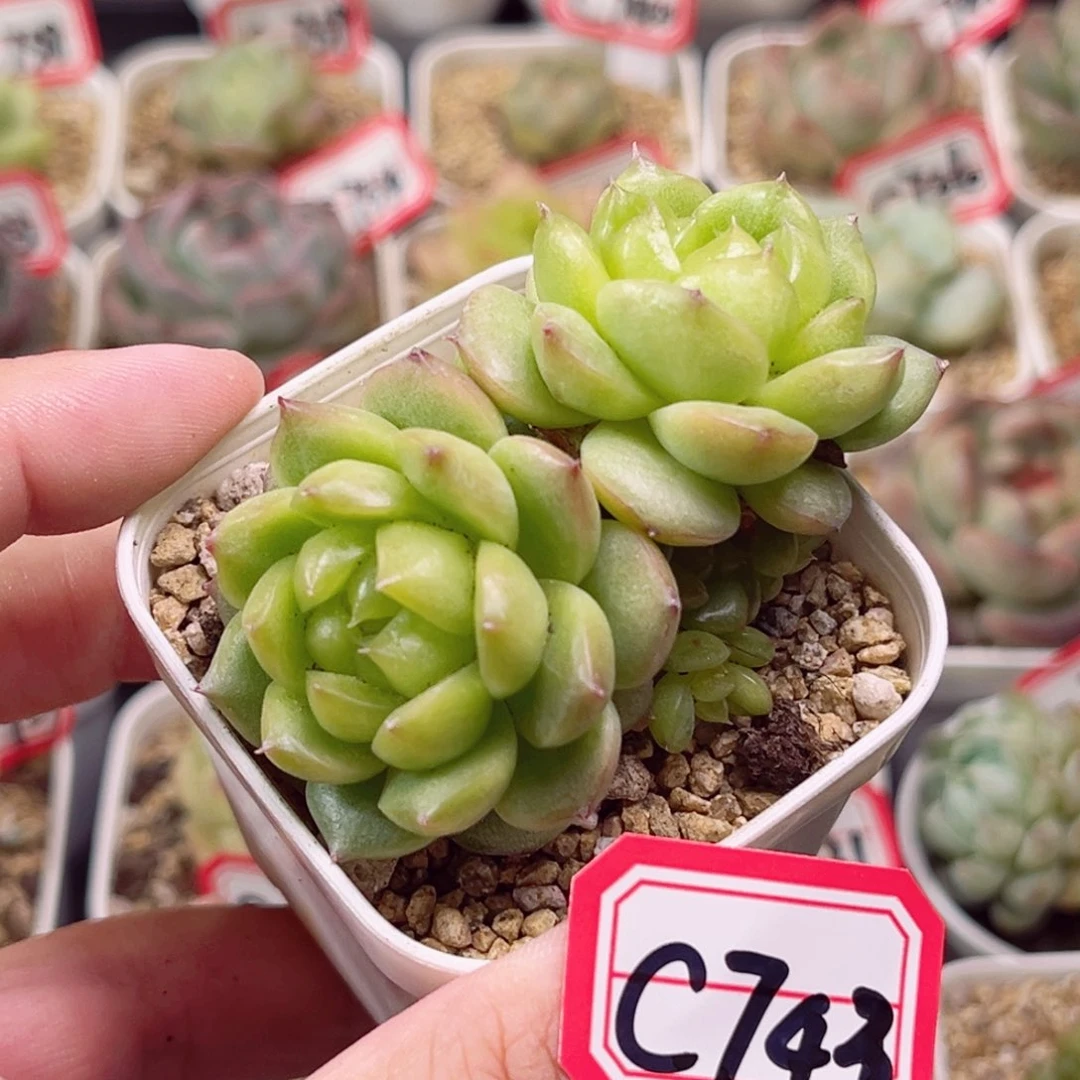 C743 一物一拍 18包邮 灯泡