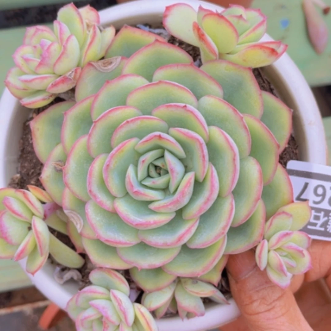 【闪购商品】侧影03267