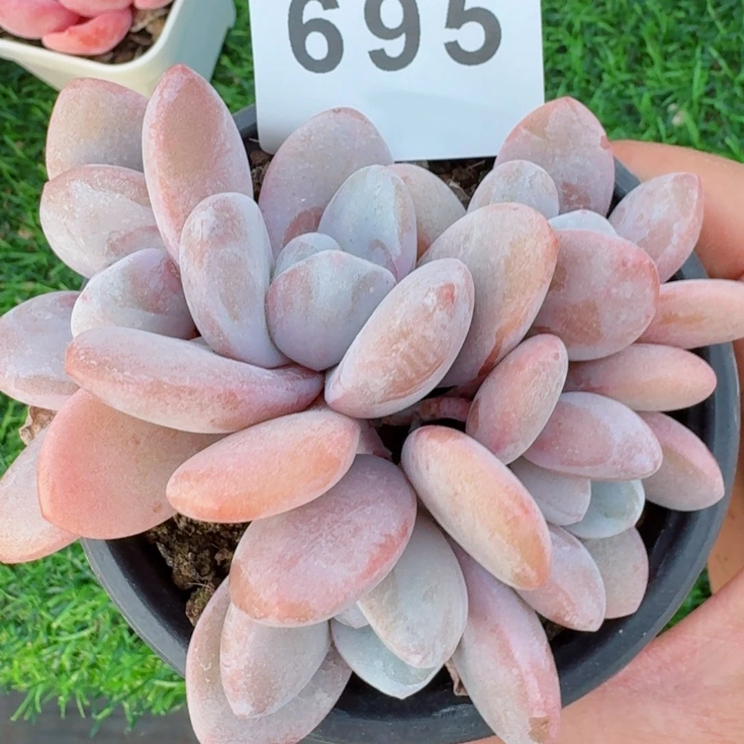 粉兔群生         精品多肉