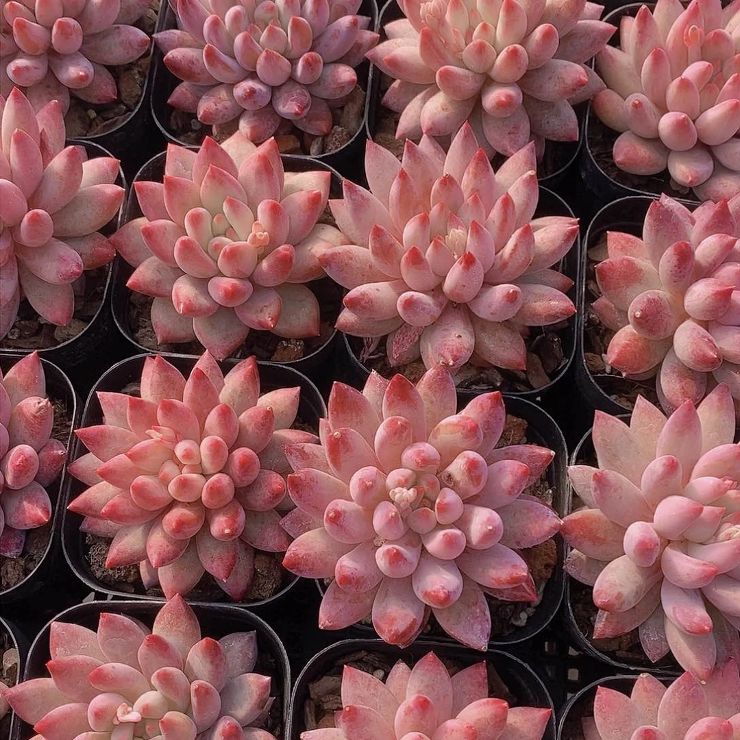 0201-小金鱼姬单头一颗 开播福利