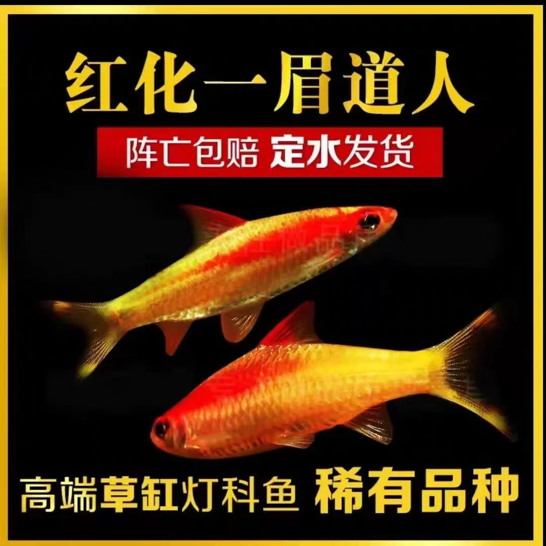 黄金一眉道人黄化一眉道人热带鱼观赏鱼好养耐活顺丰包邮可视频选