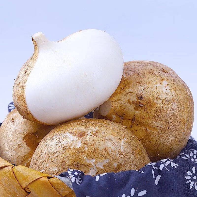 新鲜贵州凉薯现挖白地瓜脆甜多汁当季水果蔬菜地萝卜正宗白薯男人