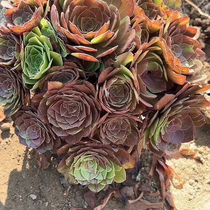 8.17-4花月夜多肉植物3