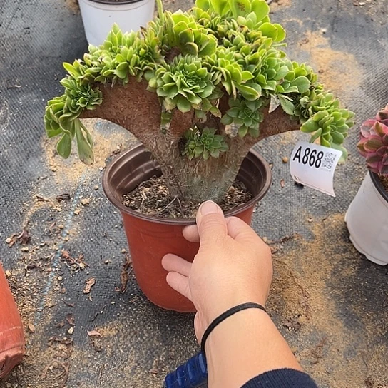 868绿羊绒冠幅25有微瑕任意两单或28包邮