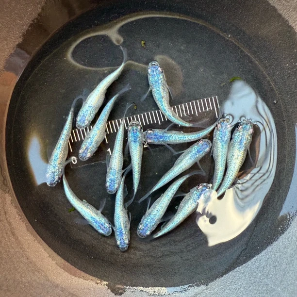 观背青鳉视频同款