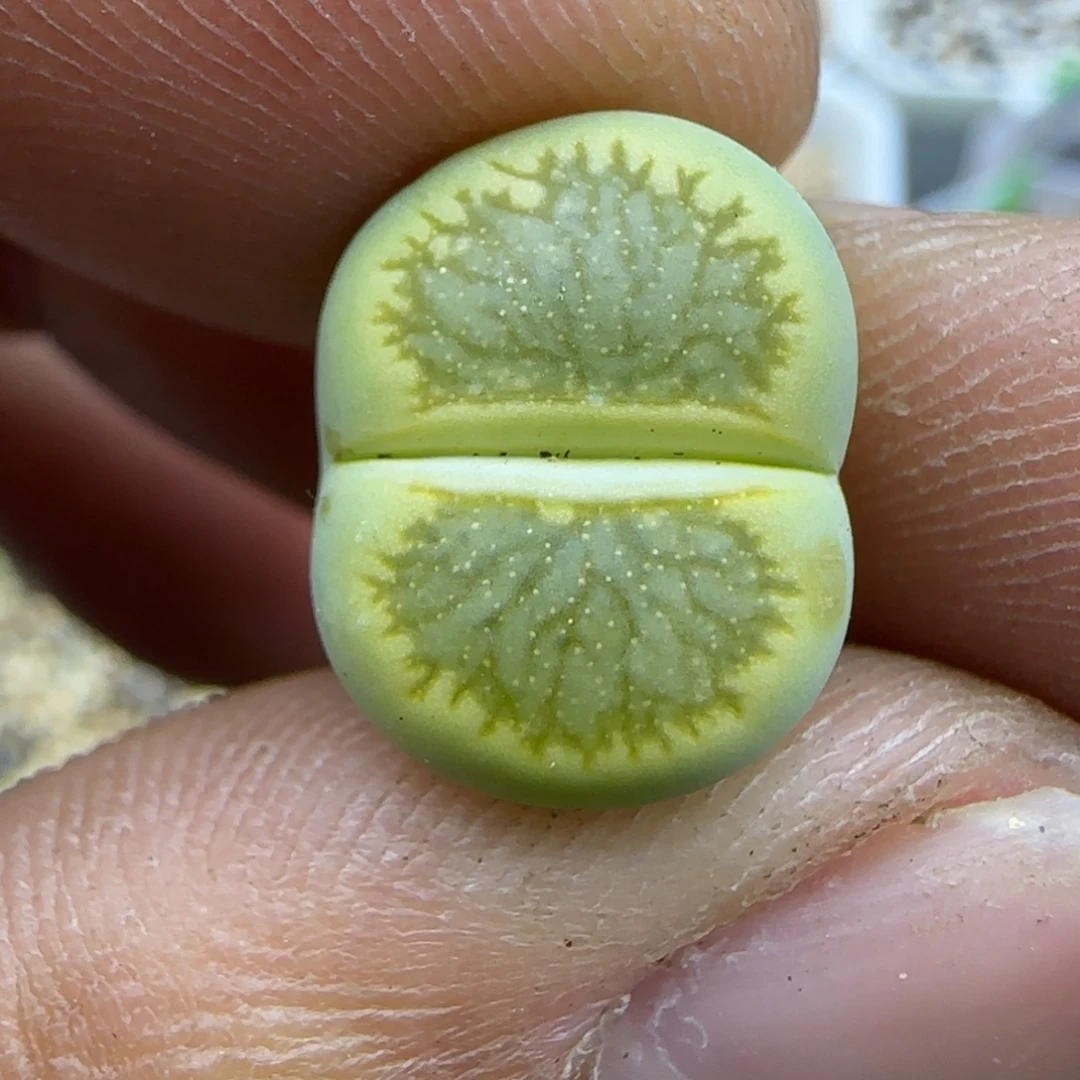 516 生石花大棚直播