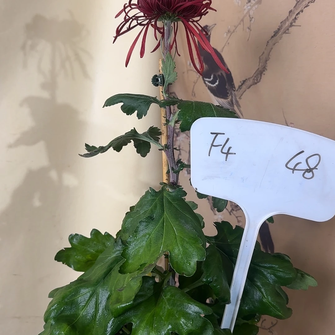 全部花朵F4444444