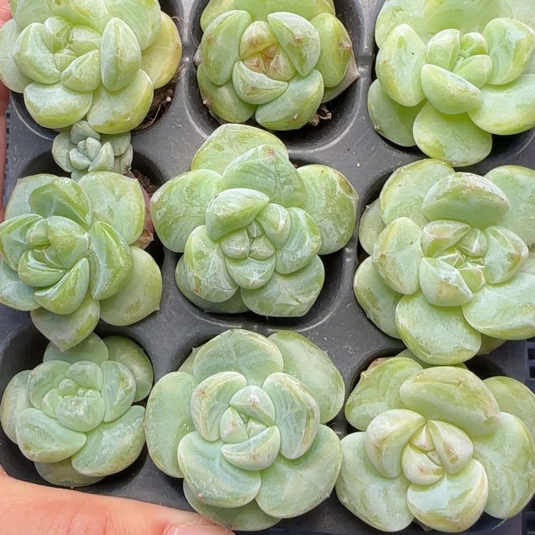 【满39包邮非偏远】776开播福利九棵