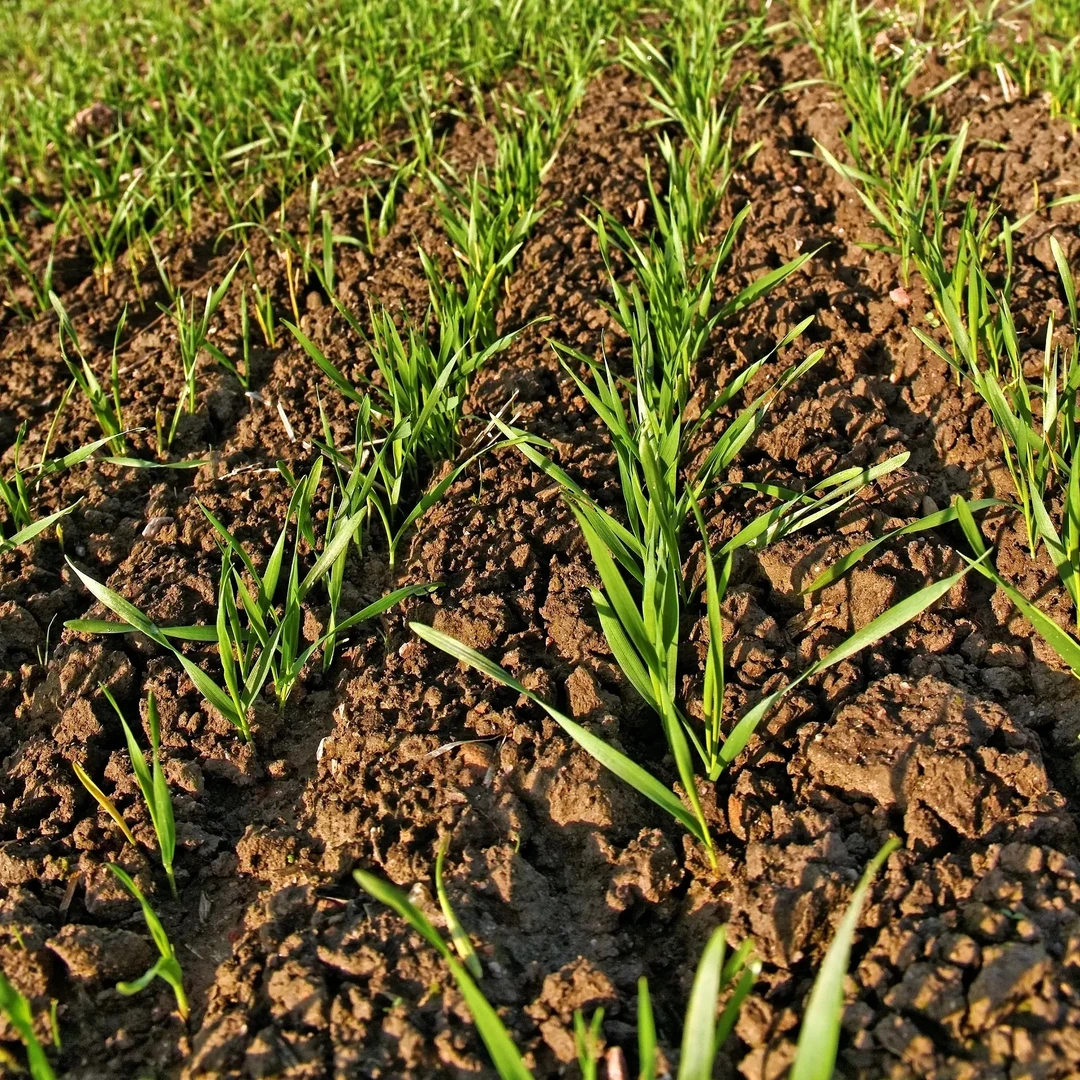 小麦阔叶杂草娇马