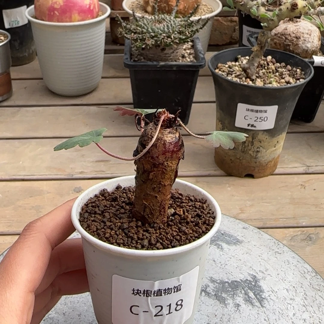 218肾叶洋葵不带盆