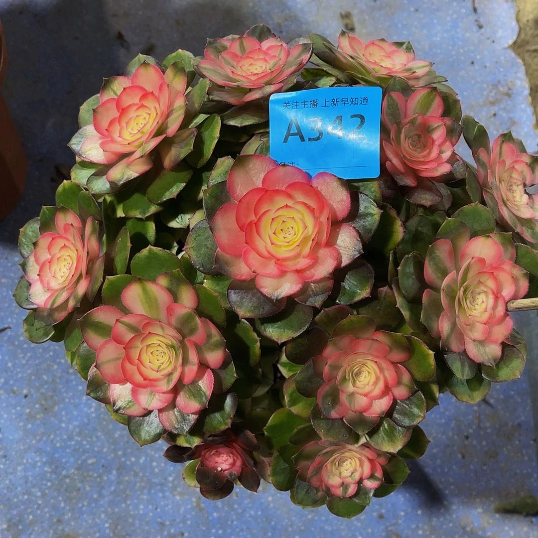 碟*花荔枝有掉头342拖土发货