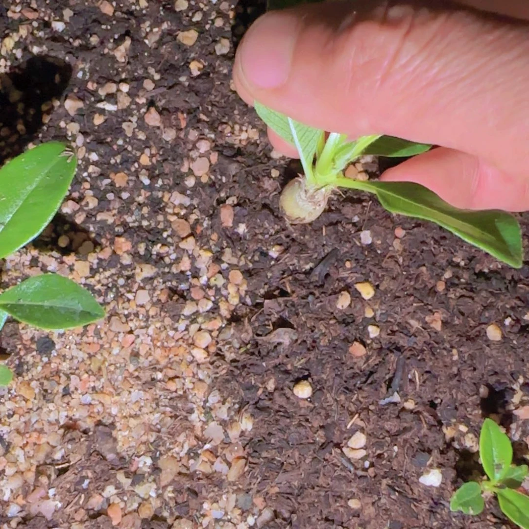 块根植物块根植物