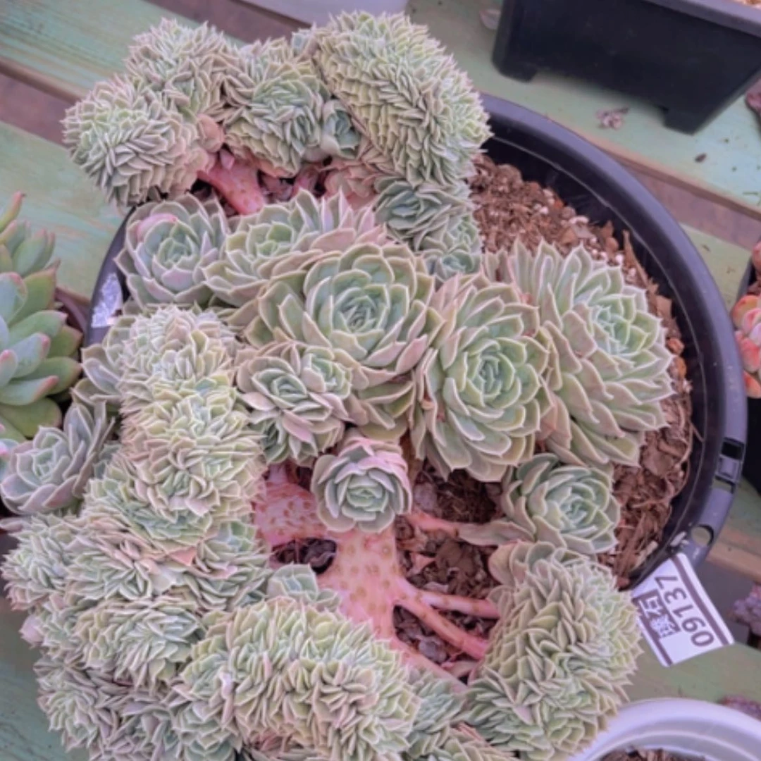 【闪购商品】昂斯诺缀09137