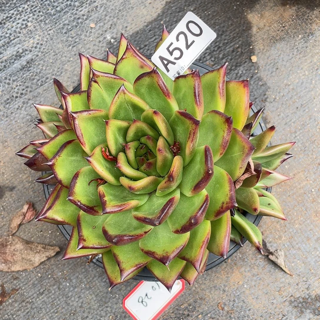 若如东云多肉组拍A520