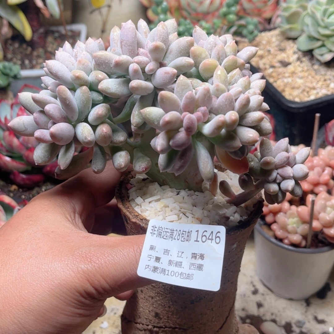 【闪购商品】1646白美人缀