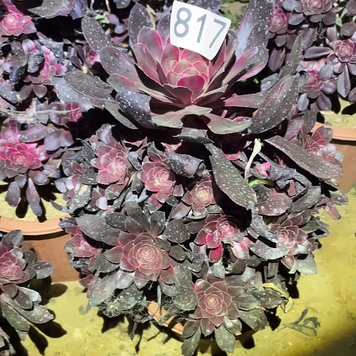 多肉植物法师817丽娜