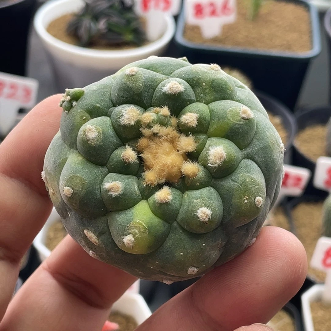 6公分 海鲜锦 有根不售后