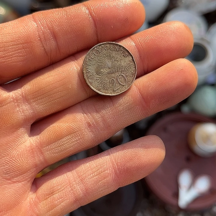 ****生杂色豆（科檀/科特迪瓦檀木）