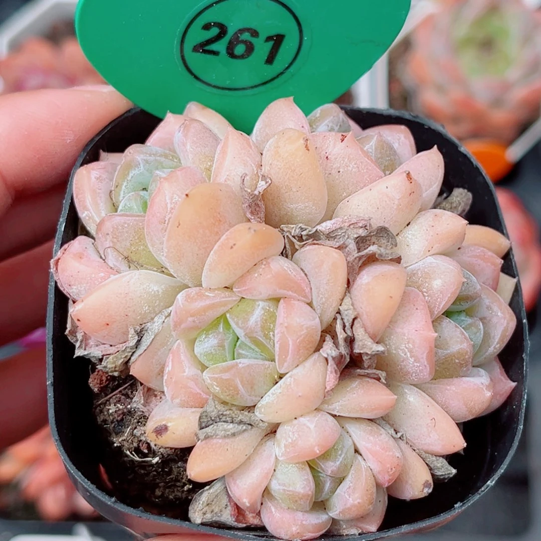 261号老桩糖心群5头