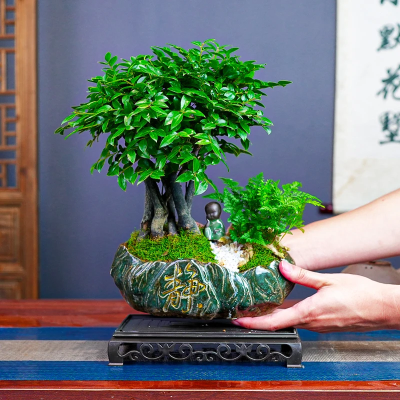 丛林老桩黑骨茶办公室造型盆景室内绿植盆栽室内造型茶桌摆件客厅