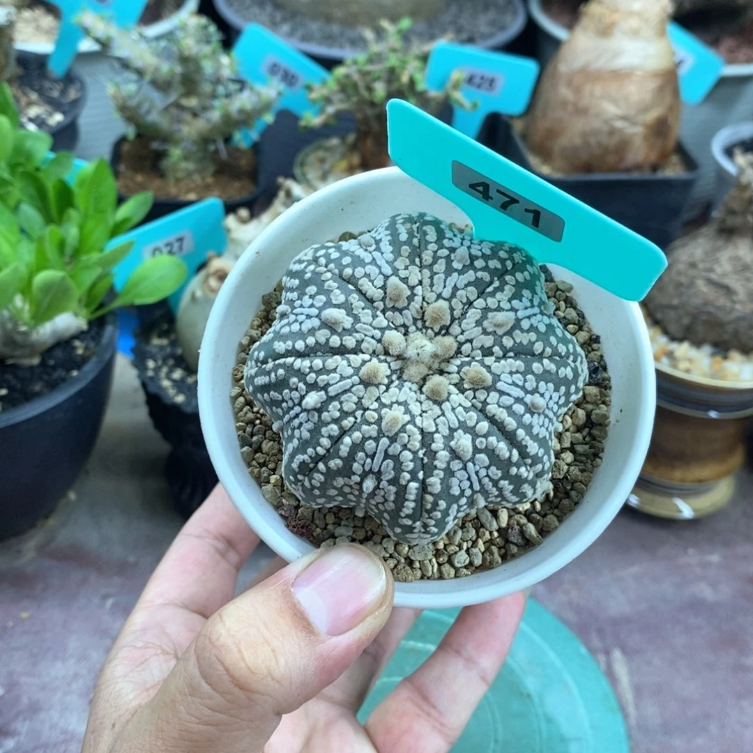 泰系海星兜多肉植物