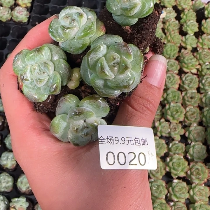 新店开播 全场9.9包邮发五颗20