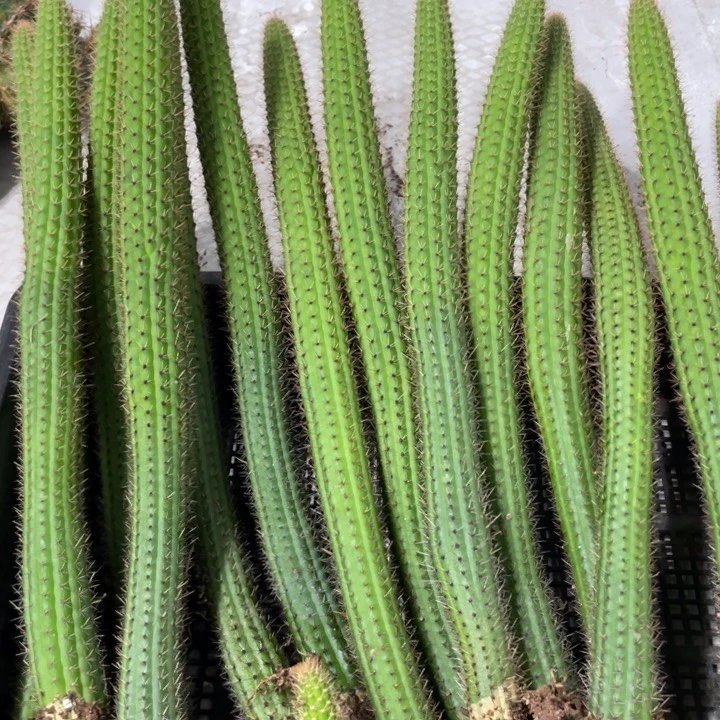 自根彩舞柱金妞30公分左右