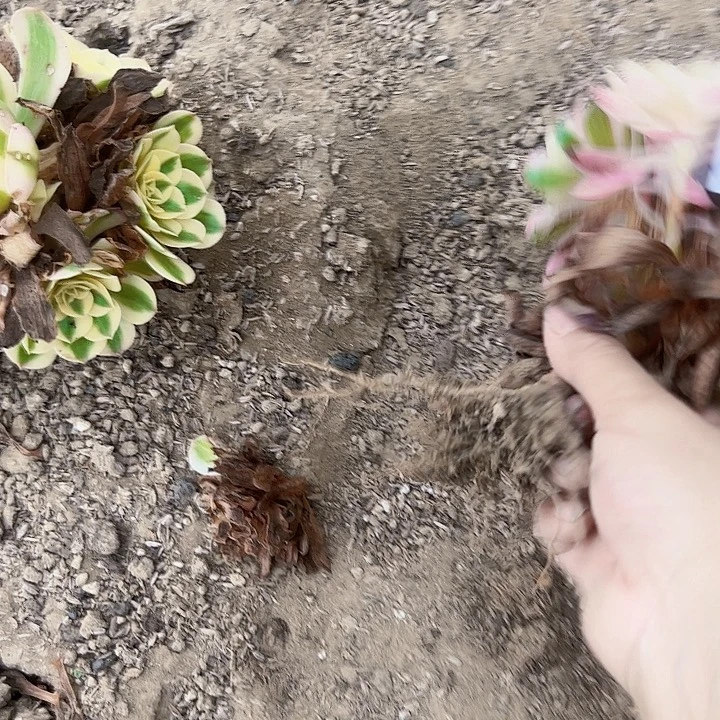 倾城多肉植物1248