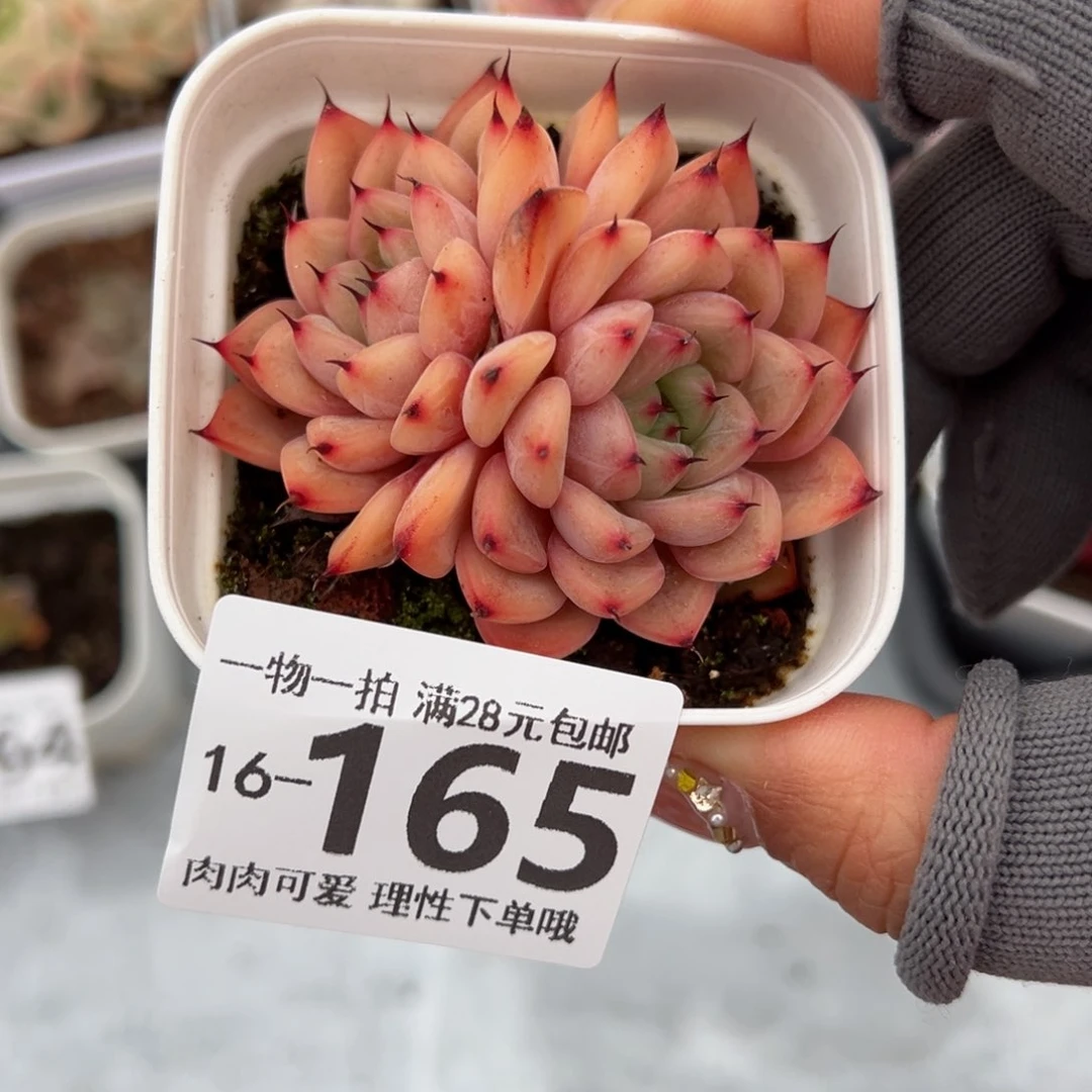 星星珍妮多肉多肉多肉