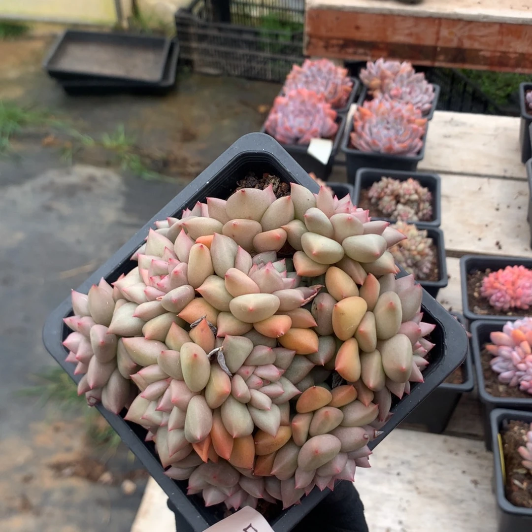 13厘米13头黄金象牙 无砍 5828